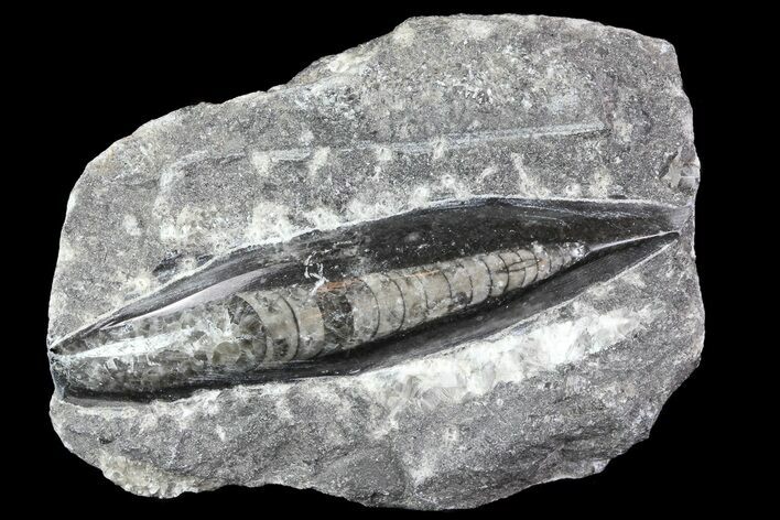 Polished Orthoceras (Cephalopod) Fossil - Morocco #84043
